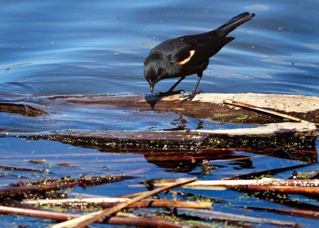 Wildlife in the La Crosse River marsh